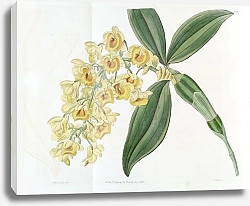 Постер Эдвардс Сиденем Dense-flowered Dendrobium
