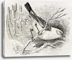 Постер White-headed Buffalo Weaver (Dinemellia dinemelli). Created by Kretschmer, published on Merveilles d