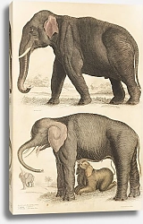 Постер Макгилливрей Уильям Elephants