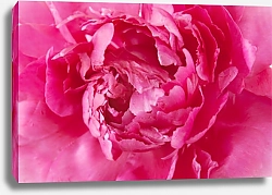 Постер Ярко-розовый пион макро