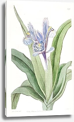 Постер Эдвардс Сиденем Small-winged Iris