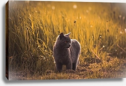 Постер Серая кошка в траве