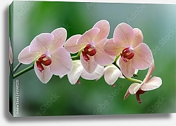 Постер Орхидея 9