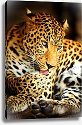 Постер Леопард 6