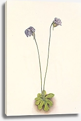 Постер Уолкотт Мари Purple Butterwort. Pinguicula elatior