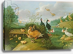 Постер Кессель Ян Decorative fowl and ducklings