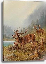 Постер Мюллер Моритц Ревущий олень