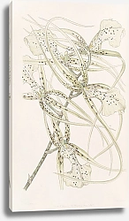 Постер Эдвардс Сиденем Long-armed Brassia