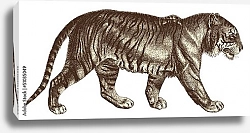 Постер Рисунок тигра в стиле ретро