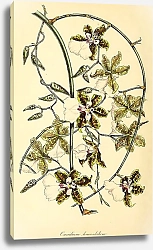 Постер Oncidium Leucochilum