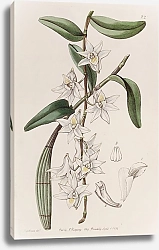 Постер Эдвардс Сиденем Sweet Club-stemmed Dendrobium