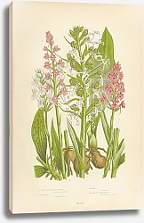 Постер Spotted Palmate Orchis, Pyramidal o., Lizard o., Fragrant Gymnadenia