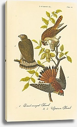Постер Broad-winged Hawk, Sparrow Hawk 1