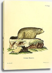 Постер Сурок Arctomys Marmota