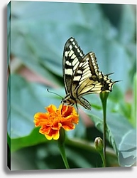 Постер Чёрно-белая бабочка на оранжевом цветке гвоздики
