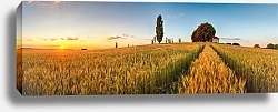 Постер Летняя панорама с пшеничным полем