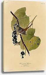 Постер White-crowned Sparrow