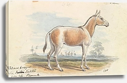 Постер Смит Чарльз Гамильтон Asinus Onager Horse