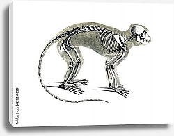 Постер Скелет обезьяны