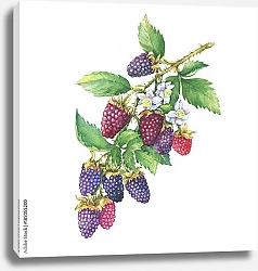 Постер Веточка бойзеновой ягоды