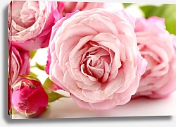 Постер Розы.В розовом цвете