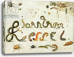 Постер Кессель Ян Garden and other spiders, caterpillars spell the artist's name, 1657