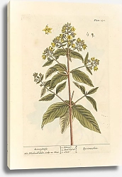 Постер Блэквелл Элизабет Вьюнок