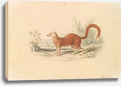 Постер Смит Чарльз Гамильтон Yellow Mongoose.