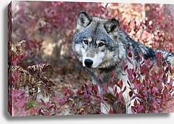 Постер Серый волк в красных листьях