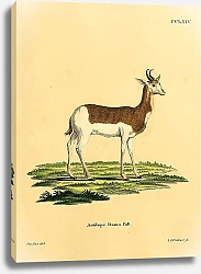 Постер Газель Antilope Dama