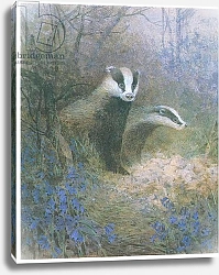 Постер Бенингфилд Гордон (1936-98) Badgers scenting the air, from source unknown