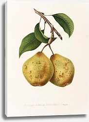 Постер Pears - Poires Double Rousselet