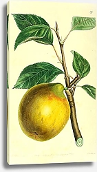 Постер Лимонный пепин
