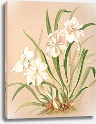 Постер Майнер Гарриет Стюарт Альбом Odontoglossum Roezlii