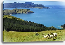 Постер Овцы у озера, Новая Зеландия