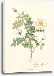 Постер Редюти Пьер Rosa Pimpinellifolia Alba Flore Multiplici
