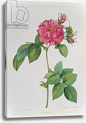 Постер Редюти Пьер Rosa Turbinata, from ,Les Roses', Vol 1, 1817
