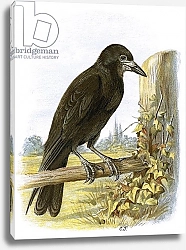 Постер Школа: Английская 20в. Rook