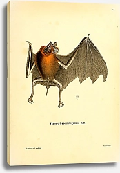 Постер Летучая мышь Chilonycteris rubiginosa
