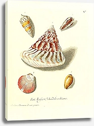 Постер Морские раковины 035