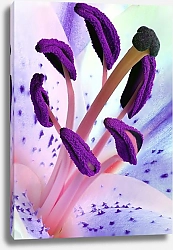 Постер Лиловые тычинки лилии
