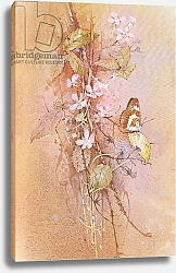 Постер Бенингфилд Гордон (1936-98) White Admiral Butterfly, from Beningfield's Butterflies pub.by Chatto & Windus, 1978