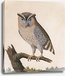 Постер Indian Scops Owl