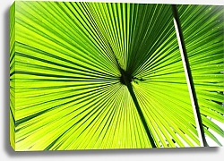 Постер Зонтик из большого пальмового листа