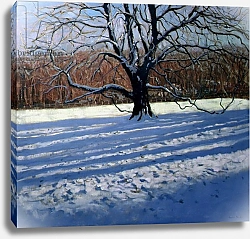 Постер Макара Эндрю (совр) Large Tree, Snow, Calke Abbey