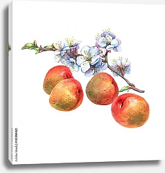Постер Абрикосовая цветущая ветка с 4 плодами