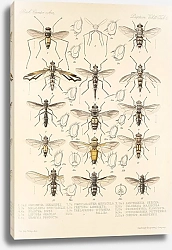 Постер Годман Фредерик Insecta Diptera Pl 14
