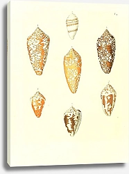 Постер Морские раковины 031