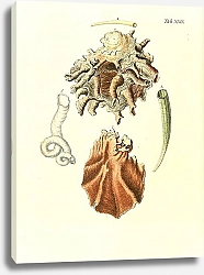 Постер Морские раковины 029