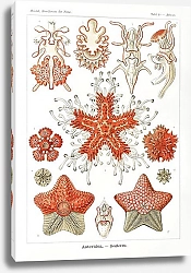 Постер Asteridea–Seesterne